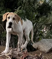 Fawn pied , a female Great Dane for sale in Riverside, CA – 2 of 10
