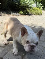 Husky Isabella w/pink & fluffy, a male French Bulldog for sale in Murrieta, CA – 1 of 10
