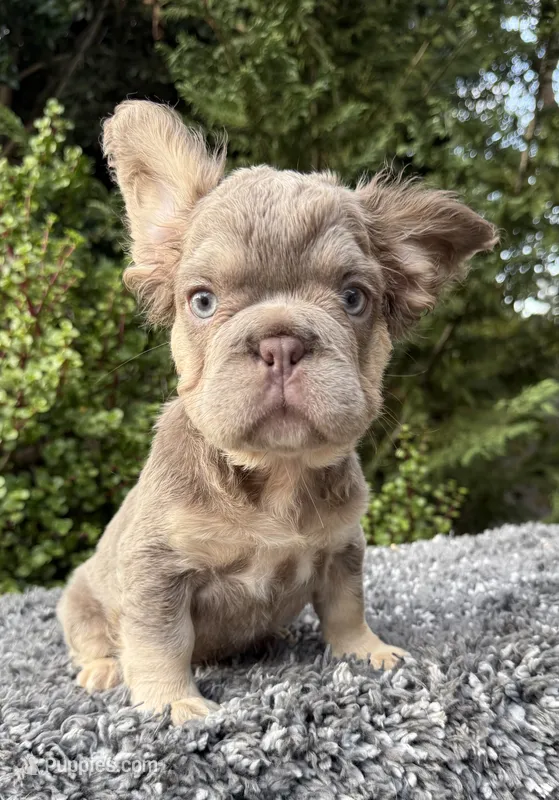Isabella Big Rope pink  – French Bulldog puppy for sale in Murrieta, CA