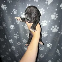 Black TP carrier , a male Great Dane for sale in Riverside, CA – Photo 6 of 10