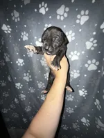 Black TP carrier , a male Great Dane for sale in Riverside, CA – Photo 1 of 3