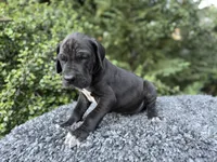 Black TP carrier , a male Great Dane for sale in Riverside, CA – Photo 4 of 10