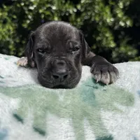 Black TP carrier , a male Great Dane for sale in Riverside, CA – Photo 9 of 10