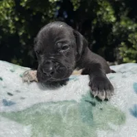 Black TP carrier , a male Great Dane for sale in Riverside, CA – Photo 5 of 10