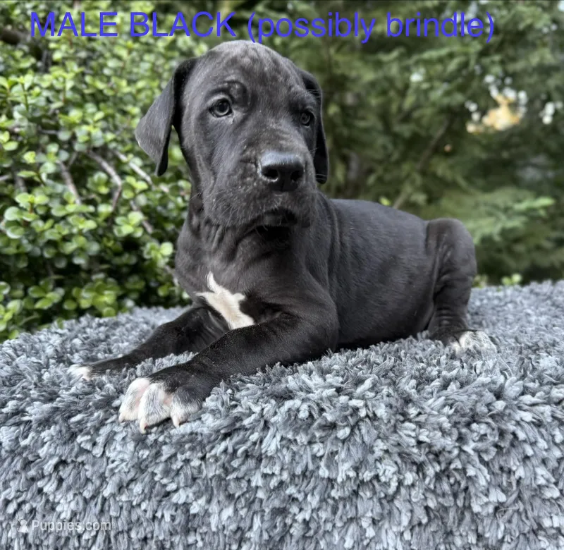 Black TP carrier  – Great Dane puppy for sale in Riverside, CA
