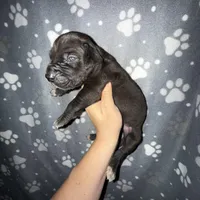 Black TP carrier , a male Great Dane for sale in Riverside, CA – Photo 7 of 10