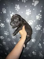 Black TP carrier , a male Great Dane for sale in Riverside, CA – Photo 3 of 3