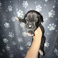 Black TP carrier , a male Great Dane for sale in Riverside, CA – Photo 10 of 10