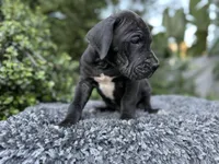 Black TP carrier , a male Great Dane for sale in Riverside, CA – Photo 3 of 10