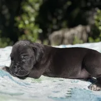 Black TP carrier , a male Great Dane for sale in Riverside, CA – Photo 8 of 10