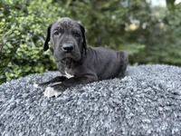 Black TP carrier , a male Great Dane for sale in Riverside, CA – Photo 2 of 10