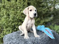 Blue Fawn merle , a male Great Dane for sale in Murrieta, CA – 5 of 10