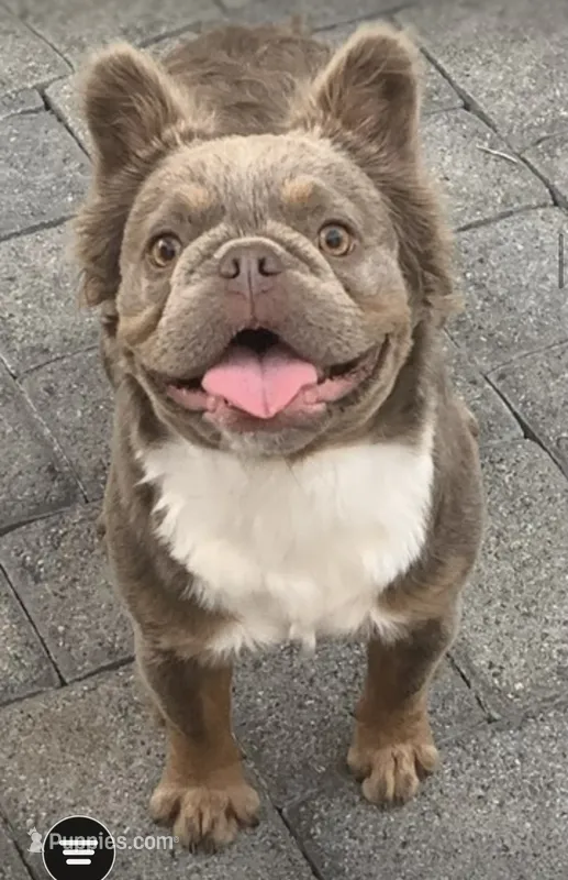 Annie  – French Bulldog puppy for sale in Riverside, CA