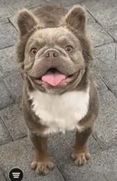 Annie , a female French Bulldog for sale in Riverside, CA – 1 of 1