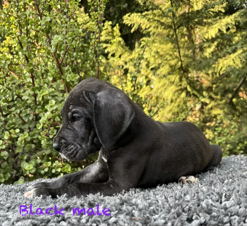 Black male  – Great Dane puppy for sale in Riverside, CA