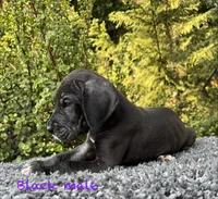 Black male , a male Great Dane for sale in Riverside, CA – 1 of 4