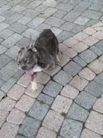 Isabella w/ pink , a male French Bulldog for sale in Riverside, CA – 5 of 5