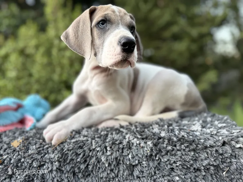 Blue fawn pied  – Great Dane puppy for sale in Murrieta, CA