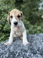 Fawn pied , a female Great Dane for sale in Riverside, CA – Photo 3 of 9