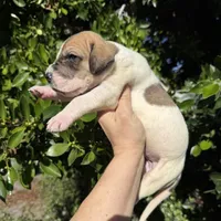 Fawn pied , a female Great Dane for sale in Riverside, CA – Photo 8 of 9