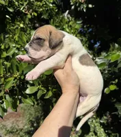 Fawn pied , a female Great Dane for sale in Riverside, CA – Photo 5 of 5