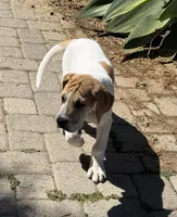 Fawn pied , a female Great Dane for sale in Riverside, CA – Photo 4 of 9