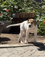 Fawn pied , a female Great Dane for sale in Riverside, CA – Photo 6 of 9