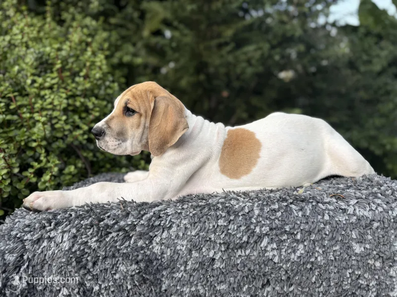 Fawn pied  – Great Dane puppy for sale in Riverside, CA