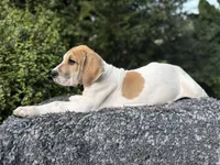 Fawn pied , a female Great Dane for sale in Riverside, CA – Photo 1 of 9