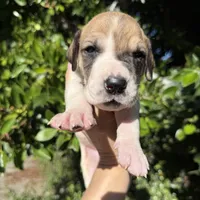 Fawn pied , a female Great Dane for sale in Riverside, CA – Photo 9 of 9