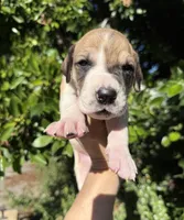 Fawn pied , a female Great Dane for sale in Riverside, CA – Photo 4 of 5