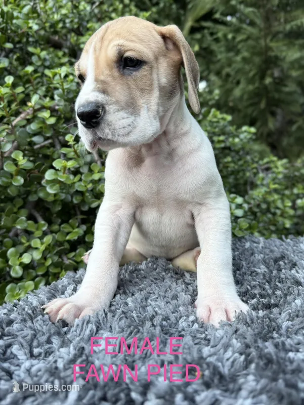 Fawn pied  – Great Dane puppy for sale in Riverside, CA