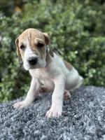 Fawn pied , a female Great Dane for sale in Riverside, CA – Photo 2 of 9