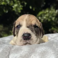 Fawn pied , a female Great Dane for sale in Riverside, CA – Photo 5 of 9