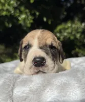 Fawn pied , a female Great Dane for sale in Riverside, CA – Photo 1 of 5