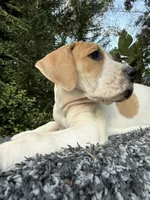 Fawn pied , a female Great Dane for sale in Riverside, CA – Photo 3 of 9