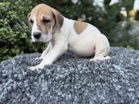 Fawn pied , a female Great Dane for sale in Riverside, CA – Photo 4 of 9