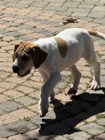 Fawn pied , a female Great Dane for sale in Riverside, CA – Photo 5 of 9