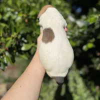 Fawn pied , a female Great Dane for sale in Riverside, CA – Photo 7 of 9