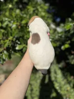 Fawn pied , a female Great Dane for sale in Riverside, CA – Photo 3 of 5