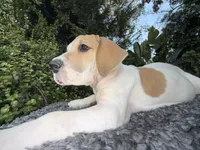 Fawn pied , a female Great Dane for sale in Riverside, CA – Photo 2 of 9