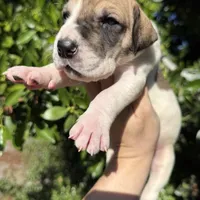 Fawn pied , a female Great Dane for sale in Riverside, CA – Photo 6 of 9