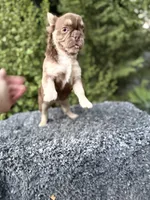 Rojo fluffy princess, a female French Bulldog for sale in Murrieta, CA – 7 of 10