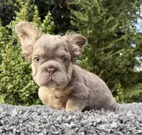 Isabella Big Rope pink , a male French Bulldog for sale in Murrieta, CA – 2 of 5