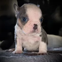 Husky pink, a male French Bulldog for sale in Riverside, CA – Photo 4 of 9