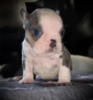 Husky pink, a male French Bulldog for sale in Riverside, CA – Photo 4 of 9