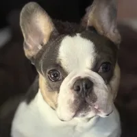 Husky pink, a male French Bulldog for sale in Riverside, CA – Photo 1 of 9