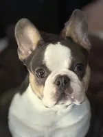 Husky pink, a male French Bulldog for sale in Riverside, CA – Photo 1 of 9