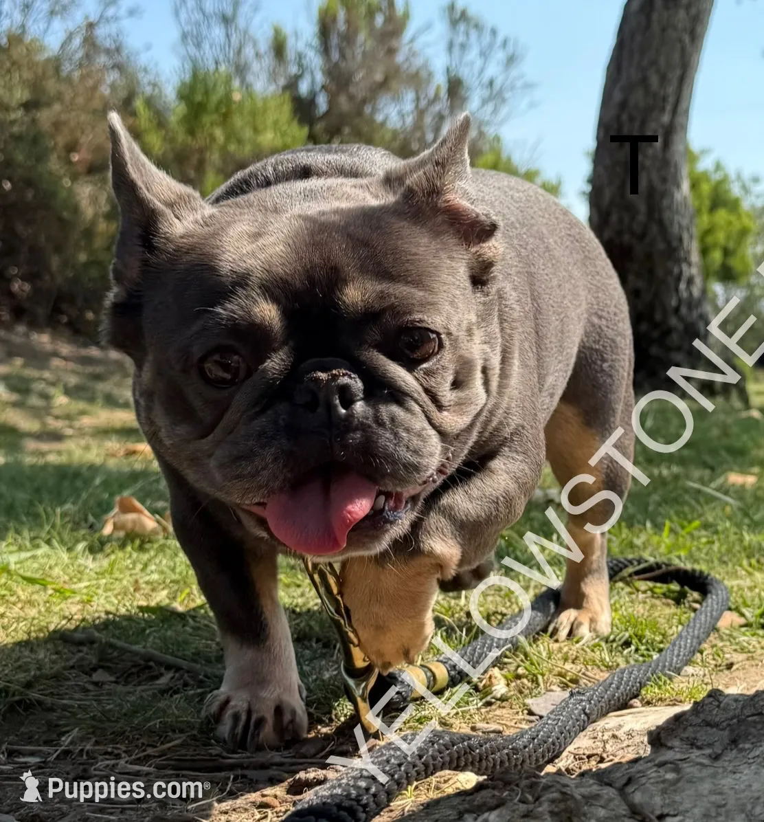 Husky pink, a male French Bulldog for sale in Riverside, CA – Photo 6 of 9
