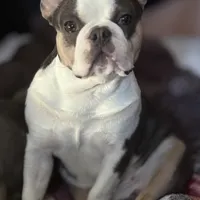 Husky pink, a male French Bulldog for sale in Riverside, CA – Photo 9 of 9